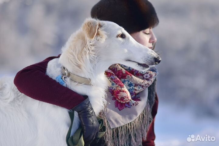 Фотосессия с борзыми