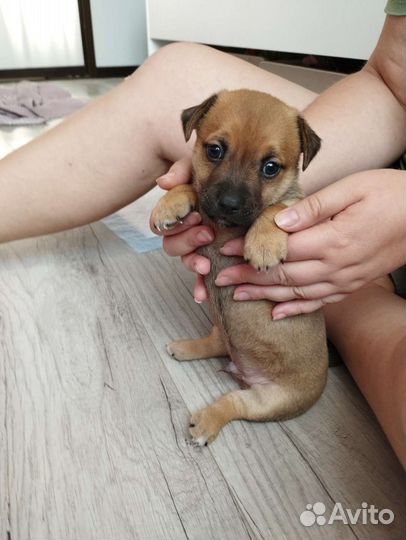 Щенок мальчик бесплатно