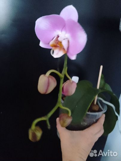 Орхидея фаленопсис