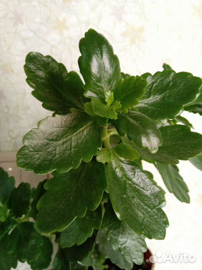 Каланхоэ Блоссфельда