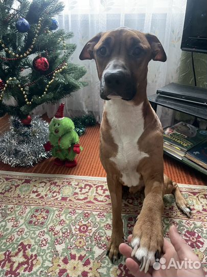 Стаффордширский терьер