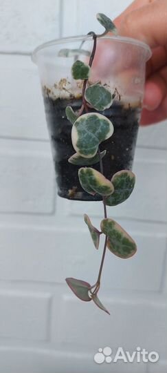 Церопегия вуда вариегатная