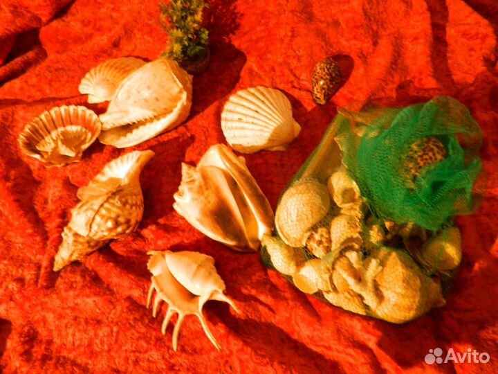 Коллекция морских ракушек