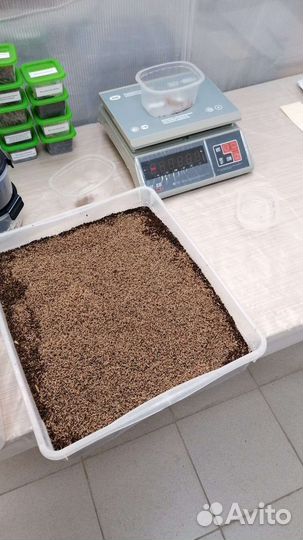 Личинки чёрной львинки