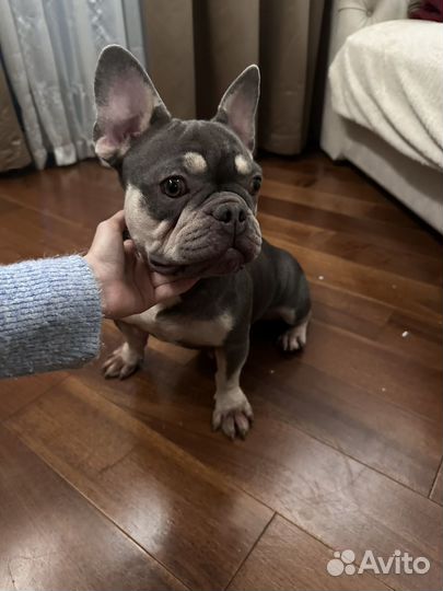 Французский бульдог голубой