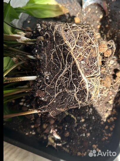 Дримиопсис пятнистый