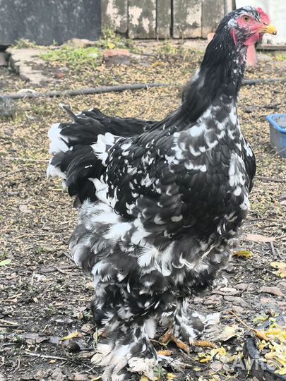 Молодые петухи