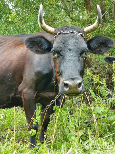 Корова дойная с телочкой