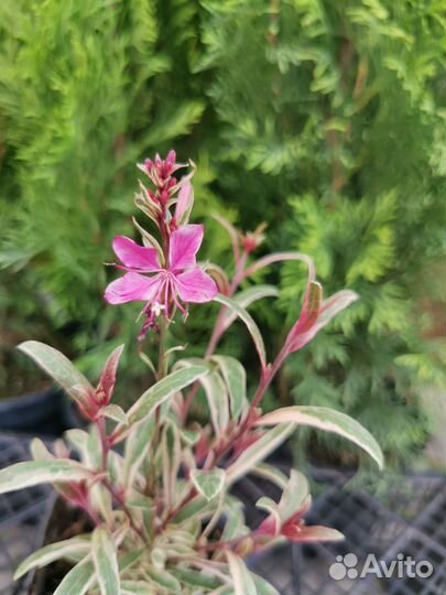 Гаура многолетняя Карликовая и Reinbow