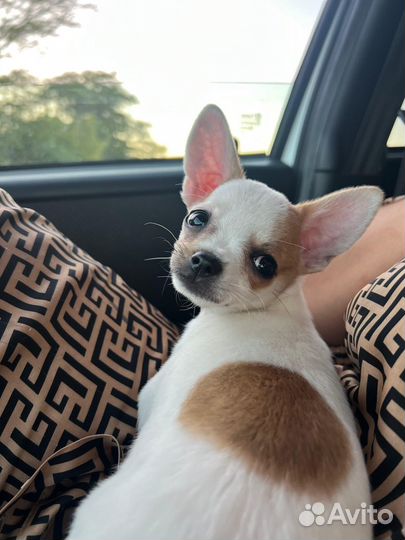 Щенки чихуахуа мини