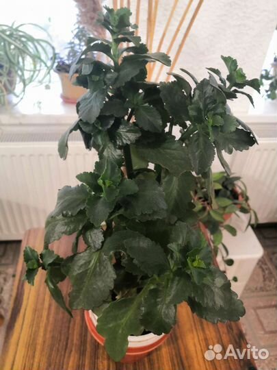 Комнатные растения