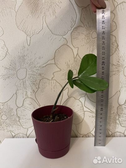 Замиокулькас