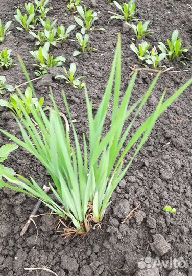 Садовые цветы. Многолетники