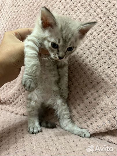 Отдам котенка в добрые руки