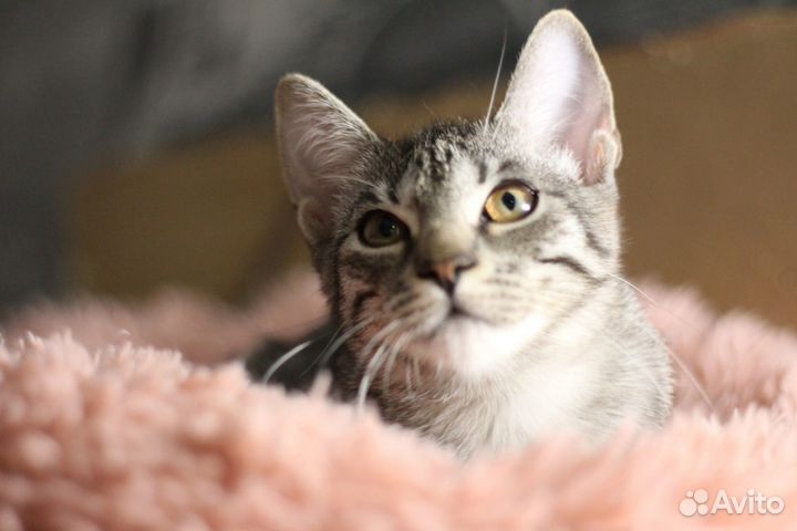 Котенок полосатый