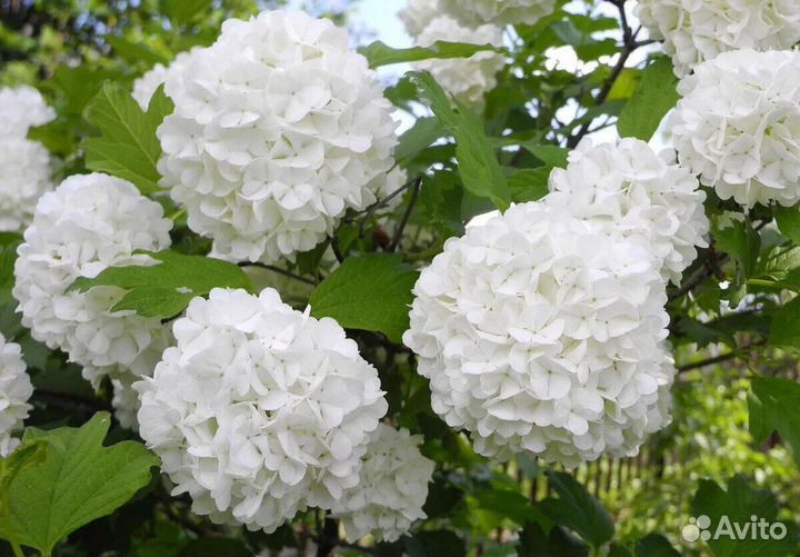 Калина бульденеж