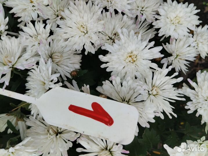 Мульти флора белая