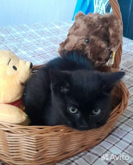 Котенок мальчик 2 с половиной месяца