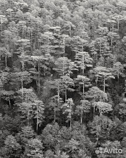 Фотокартина