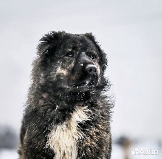 Подросток алабая в дар