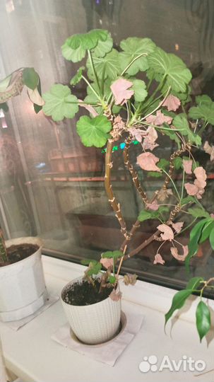 Комнатные цветы