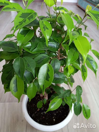 Шефлера, фикус барок, сафари, регидан