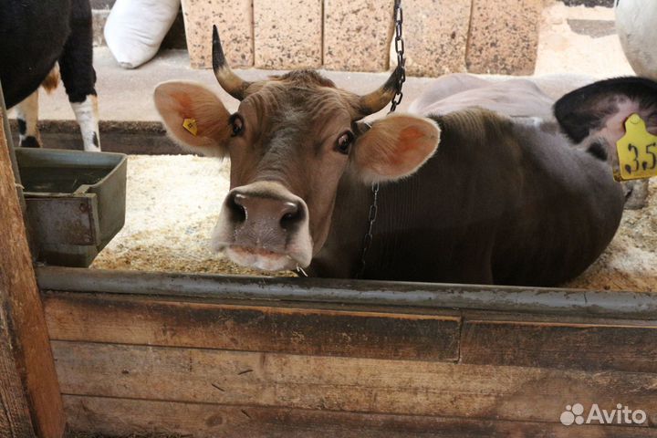 Коровы дойные молочные