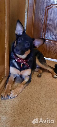 Чита. В добрые руки щенок девочка, стерилизована