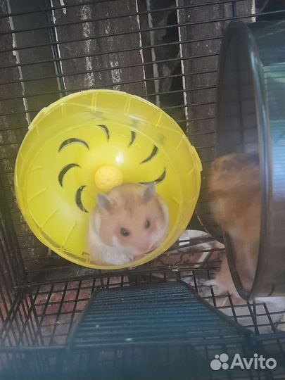 Продаю хомячков