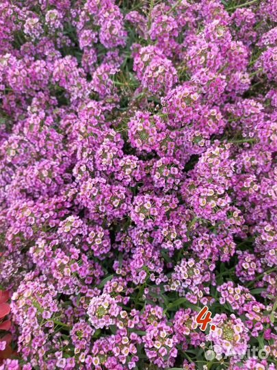 Диасция, немезия, брахикома, лобелия, аргирантемум