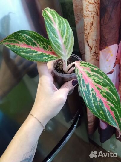 Аглаонема Батерфляй