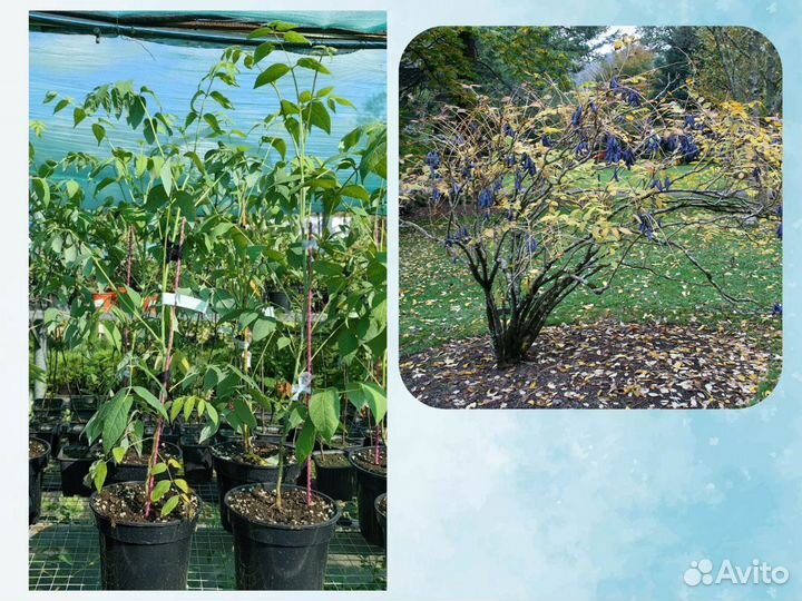 Декенея Фаргеза