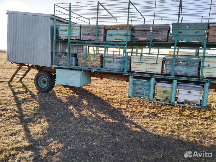 Продам пасеку