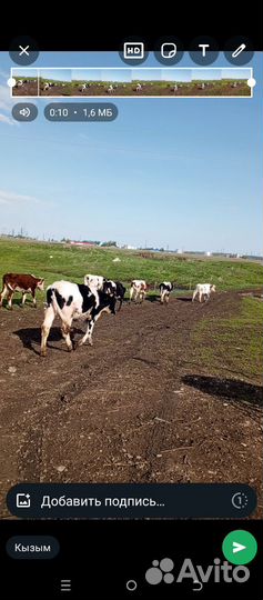 Телки молодые