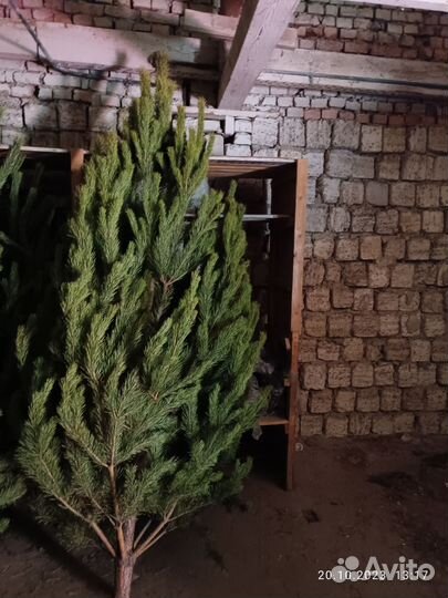 Новогодние сосны оптом