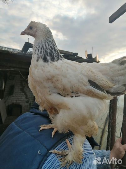 Цыплята Брамы