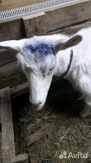 Кастрация,обрезка расчистка копыт, обезроживание