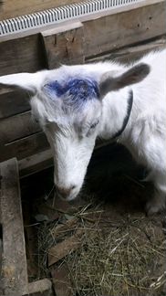 Кастрация,обрезка расчистка копыт, обезроживание