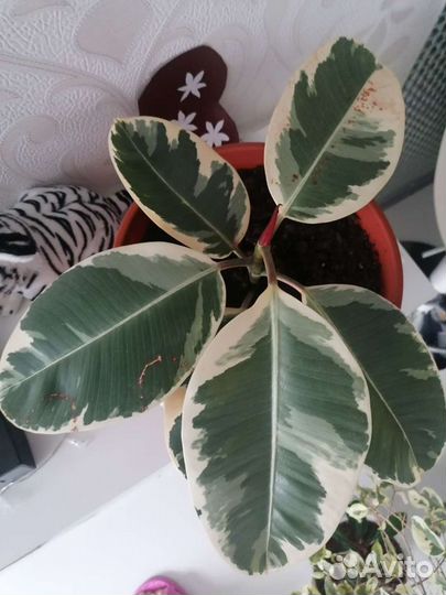 Живые цветы. Фикусы