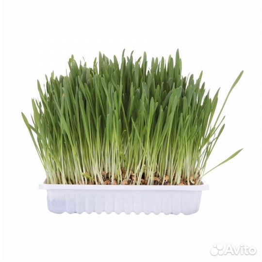 Трава для животных