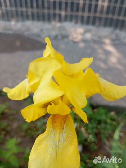 Ирисы