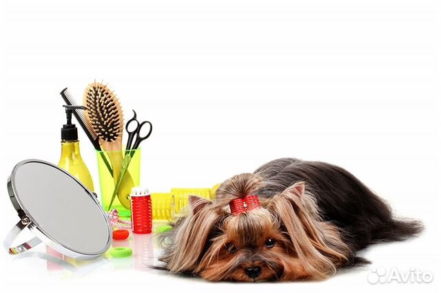 Стрижка собак и кошек