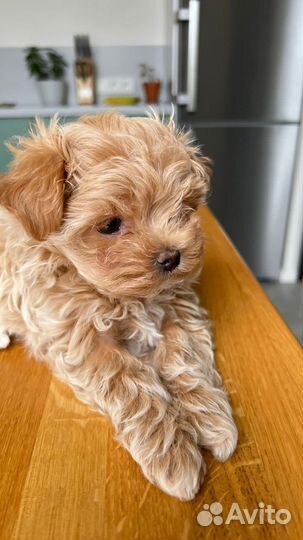 Мальтипу f1 micro mini N1 Russia premium мишки