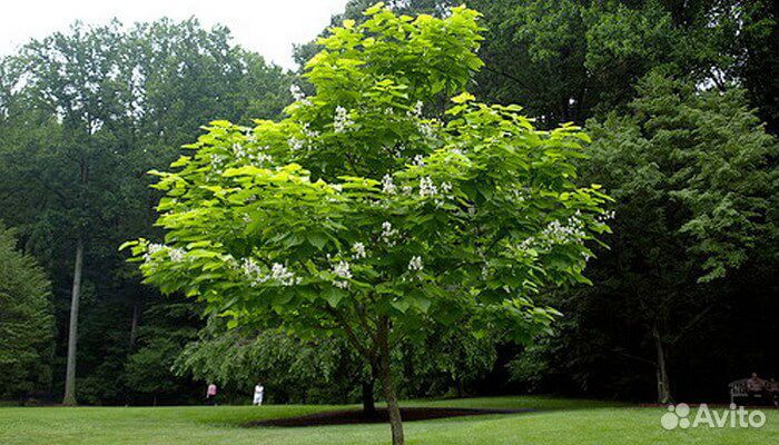 Саженцы декоративных пород