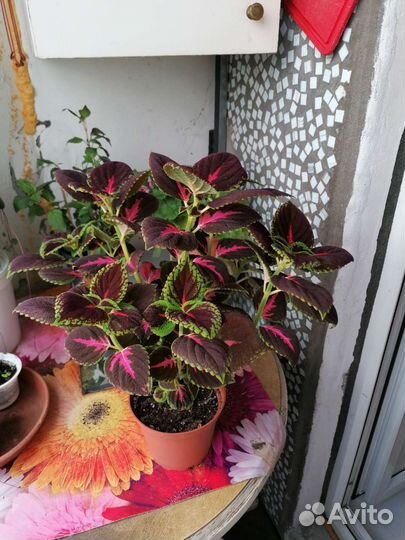 Отдам колеус