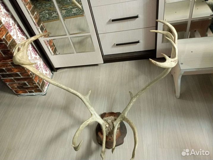 Продам рога оленя