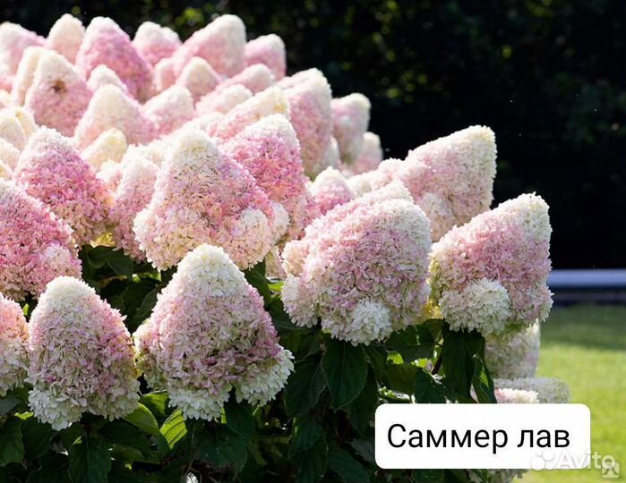 Гортезия метельчатая