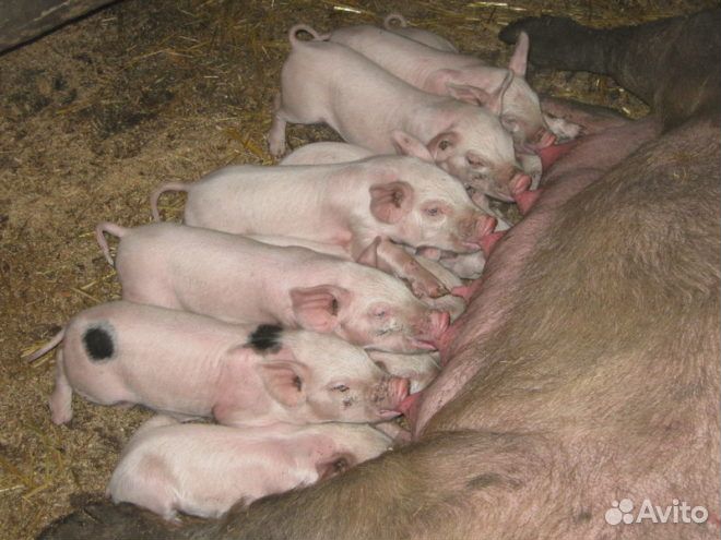 Поросенок ландрас