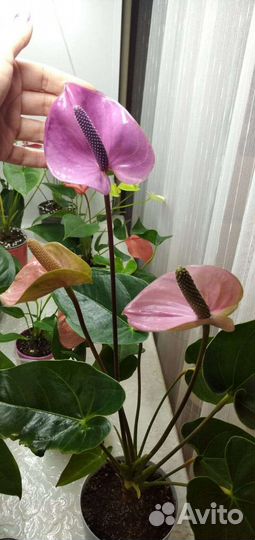 Антуриум много разных сортов