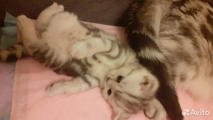 Шотландский кот вязка